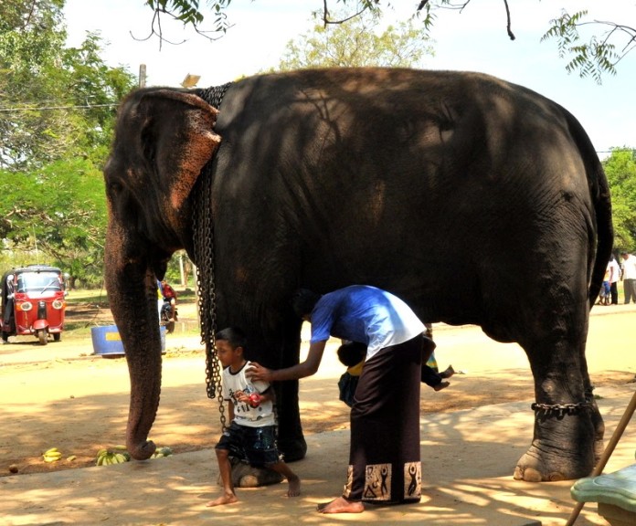 elephant-belly