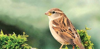 මදුරු දඟරවලින් නිකුත් විෂ සංයුති නිසා ගේ කුරුලුගහනයේ ශීඝ්ර අඩුවීමක්