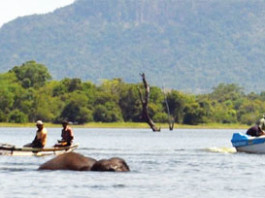 අම්බලන්ඔය වැවේ අලියා බේරා ගන්නට කළ අලි මෙහෙයුම
