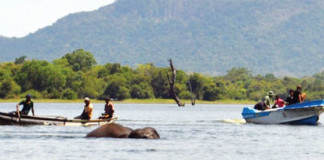 අම්බලන්ඔය වැවේ අලියා බේරා ගන්නට කළ අලි මෙහෙයුම
