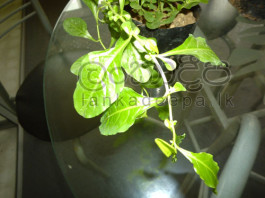 දියවැඩියාවෙන් බේරෙන්න පැණි පලා