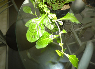 දියවැඩියාවෙන් බේරෙන්න පැණි පලා