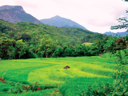 හපුගල මහත්තයා
