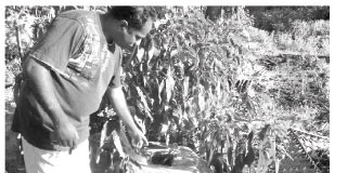 අප රටේ වයඹ වෙරළාසන්නයේ අතීත රැජිනන් විසූ මාලිගා දෙකක්