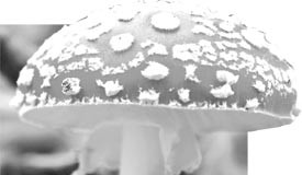 නොසිතන ගුණ ඇති බිම්මල් වළකයි ලෙඩදුක් හැමකල් – Mushroom prevent diseases