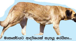 දරුවන් විසිකරන මිනිසුන්ට බලු මවකගෙන් පාඩමක්!