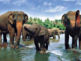 අහිමි වූ පුංචි අපගේ…. නිජබිම් කරා යන්නට යළිත් අපට ඉඩ දෙන්න – Elephants are in danger elephant
