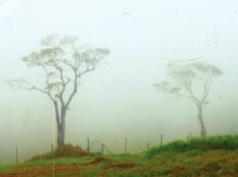 ආණ්ඩුකාරයා මුසපත් කළ මහවැලිතැන්න හෝටන්තැන්න වෙයි hortan-plain
