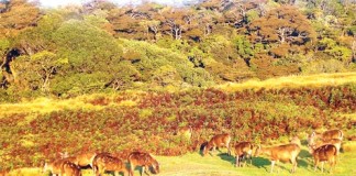 මිහි මත ඇති දෙවියන්ගේ මල්උයනේත් විනාශය අත ළඟ ද? horton-plains-1