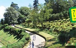 ශ්රී ලංකාවේ උද්භිද උද්යානවල ඉතිහාසය සහ අනාගතය – History and the Future of Sri Lanka Botanical Gardens nature