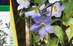 ජෛවවිවිධත්වයේ ප්රතිමූර්තිය බඳු දොතළුගල වන අරණ – Dothalugala forest Nuckles Sri Lanka dothalugala-forest