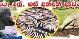 දළ, ඇට, ලේ, මස් දන්දුන් දැවැන්තයිනි ඔබ වෙනුවෙන් සදාචාරාත්මක තීන්දුව ලැබෙන දිනය අදයි ivory