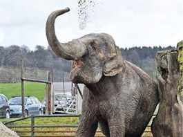 එංගලන්තය සතුටු කිරීමට අනේක දුක් විඳි ශ්රී ලාංකික ඇතින්න – Sri Lanka born elephant make happy UK