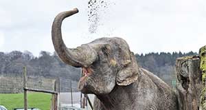 එංගලන්තය සතුටු කිරීමට අනේක දුක් විඳි ශ්රී ලාංකික ඇතින්න – Sri Lanka born elephant make happy UK