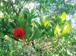 රතමිල්ල මාදු ගගෙන් නොව මිහිමතින් තුරන් වනු ඇත