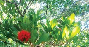 රතමිල්ල මාදු ගගෙන් නොව මිහිමතින් තුරන් වනු ඇත