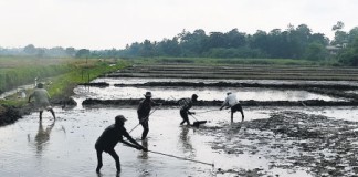 මාරාන්තික වකුගඩු රෝගයෙන් ජනතාව මුදා ගැනීමට නම්… – Rajarata chronic kidney disease