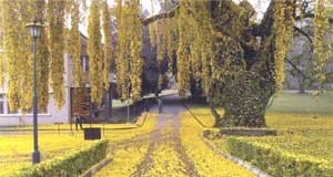 පේරාදෙනි සරසවියට නොකියාම ආ වසන්තය