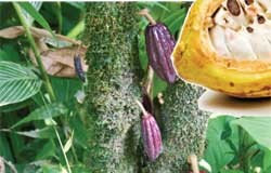 කොකෝවා රටක් ගොඩදාන්න පුළුවන් වස විස නැති වගාවක්