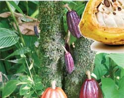 කොකෝවා රටක් ගොඩදාන්න පුළුවන් වස විස නැති වගාවක්