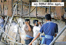 ගල මසමින් නැවත ගොඩනගන සීගිරිය