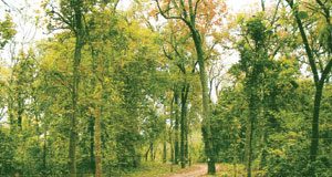 ලංකාවේ වැඩිම මිනිසුන් ගණනක් මරා දැමූ සිත්තාරු පාරේ පයින් ගමනක්… මියගියවුන් ඇඳ සිටි ඇඳුම්වල කොටස් තවමත් ගස් මුදුන්වල…..