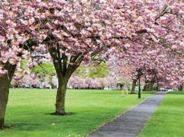 පරිසරයට හා වන සතුන්ට වසන්තය ගෙනා අමතක නොවන වසංගතය