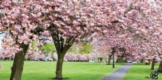 පරිසරයට හා වන සතුන්ට වසන්තය ගෙනා අමතක නොවන වසංගතය